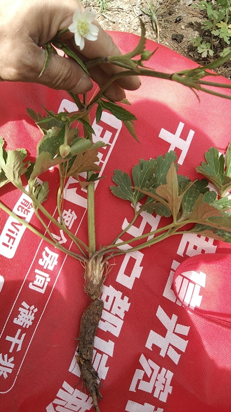 云南野生草玉梅