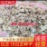 2025年，基地新产白芷种子，自产自销二年生白芷种子，包发芽