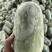 水果冬瓜