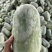 水果冬瓜