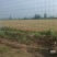 小麦