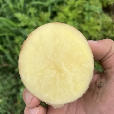 土豆