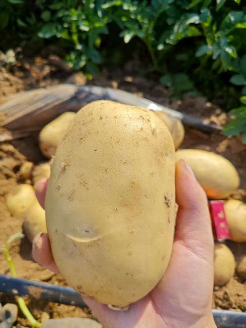 土豆