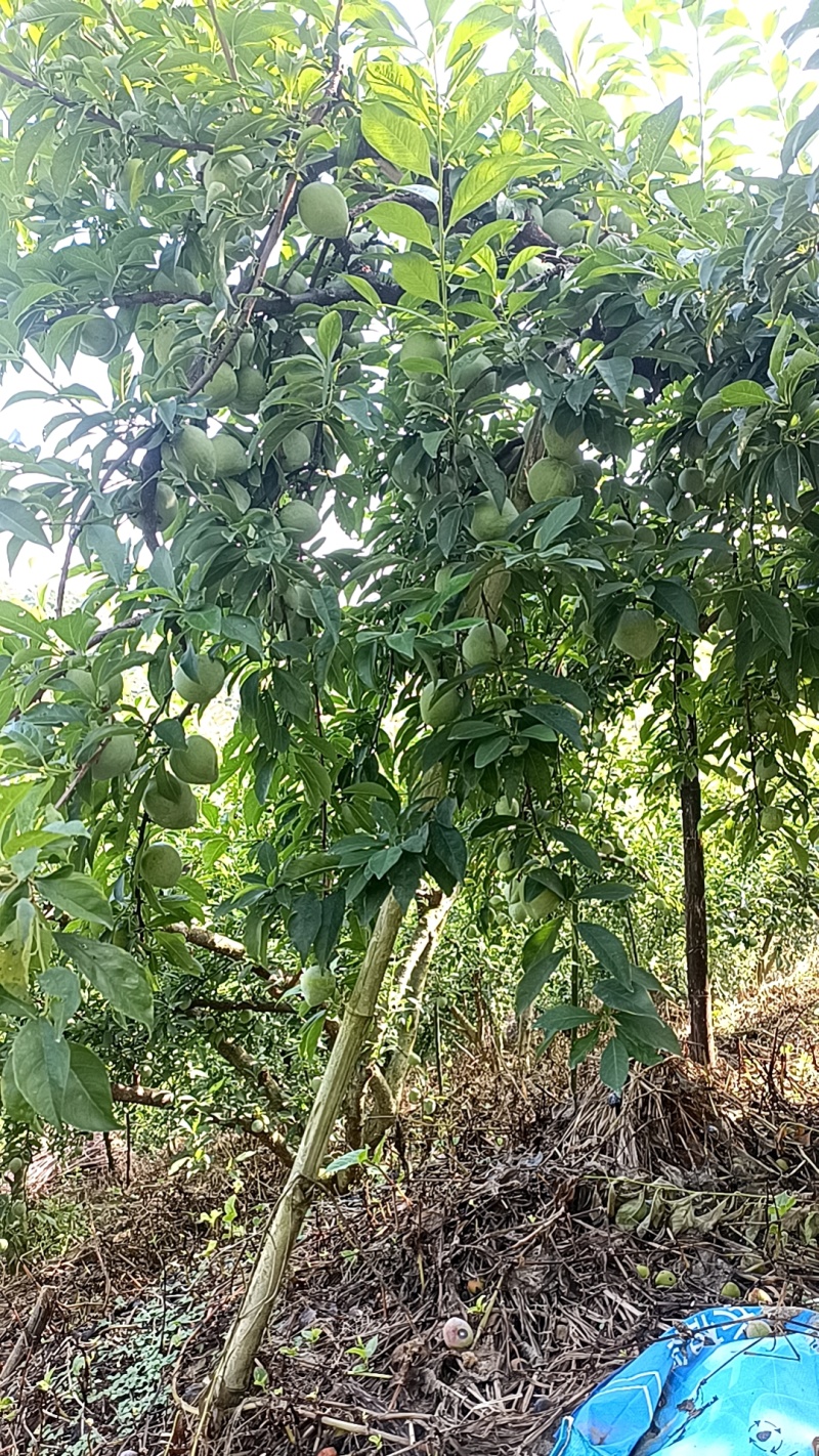 奈李