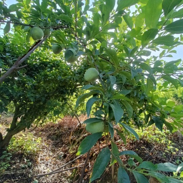 奈李