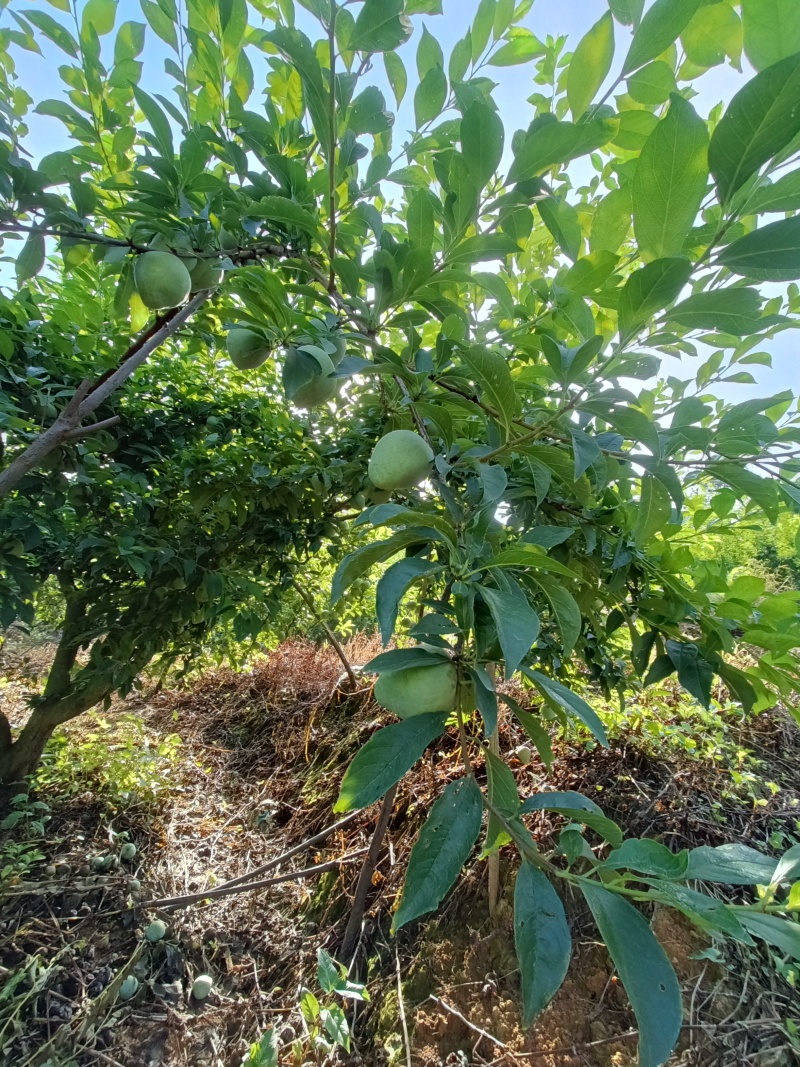 奈李