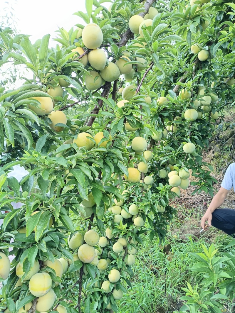 青脆李子