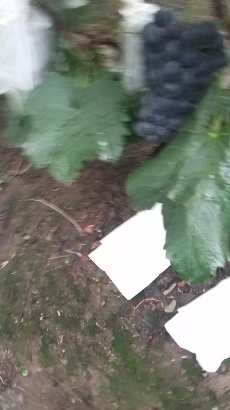 巨峰葡萄