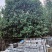 银杏树，桂花树