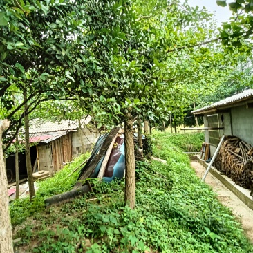 银杏树，桂花树