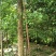 银杏树，桂花树