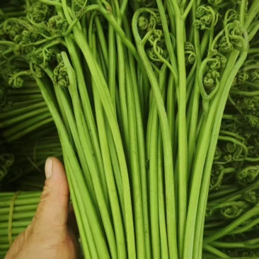 山野菜蕨菜