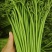 山野菜蕨菜
