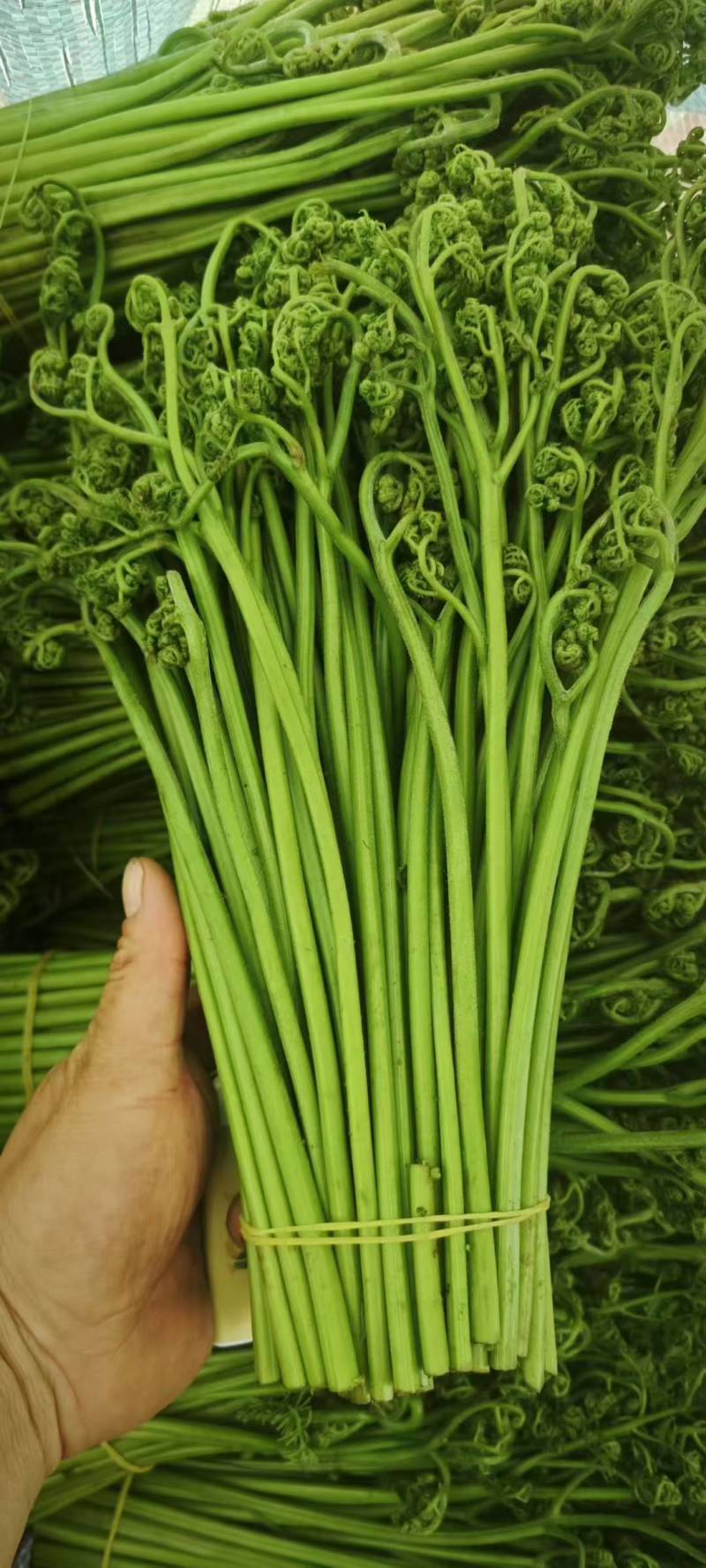 山野菜蕨菜