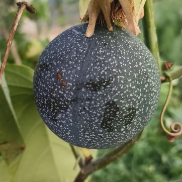 热情果