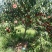 黄桃