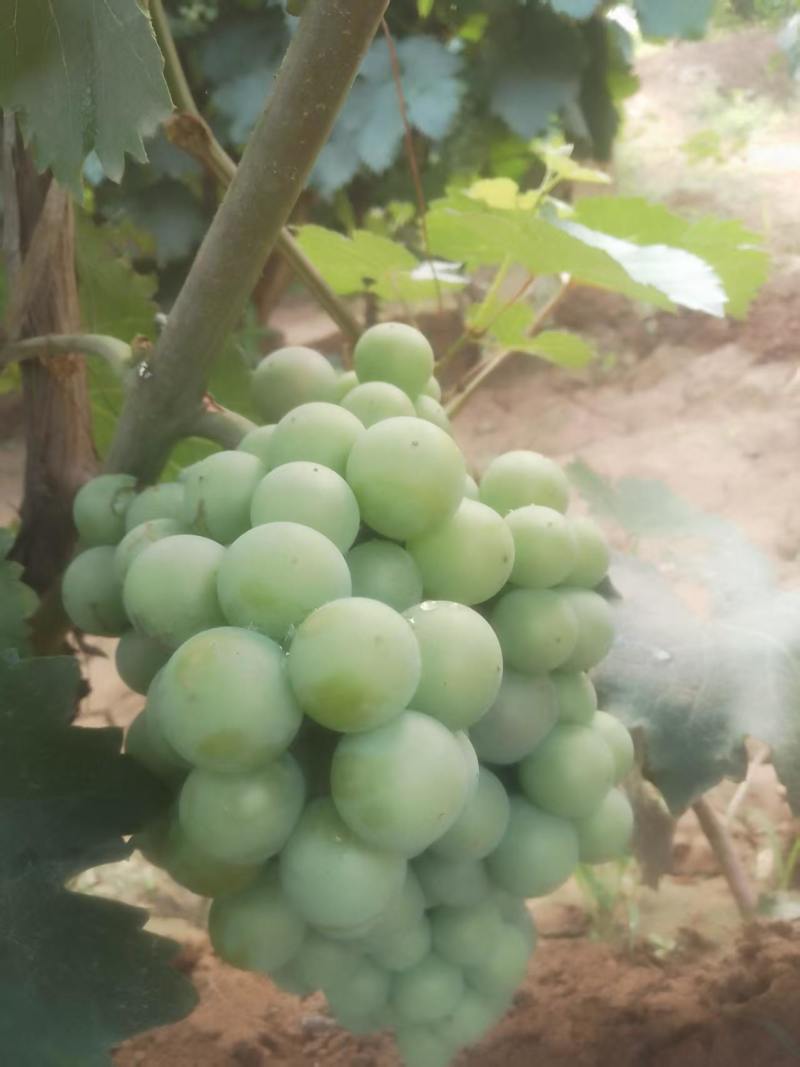 无籽巨峰葡萄