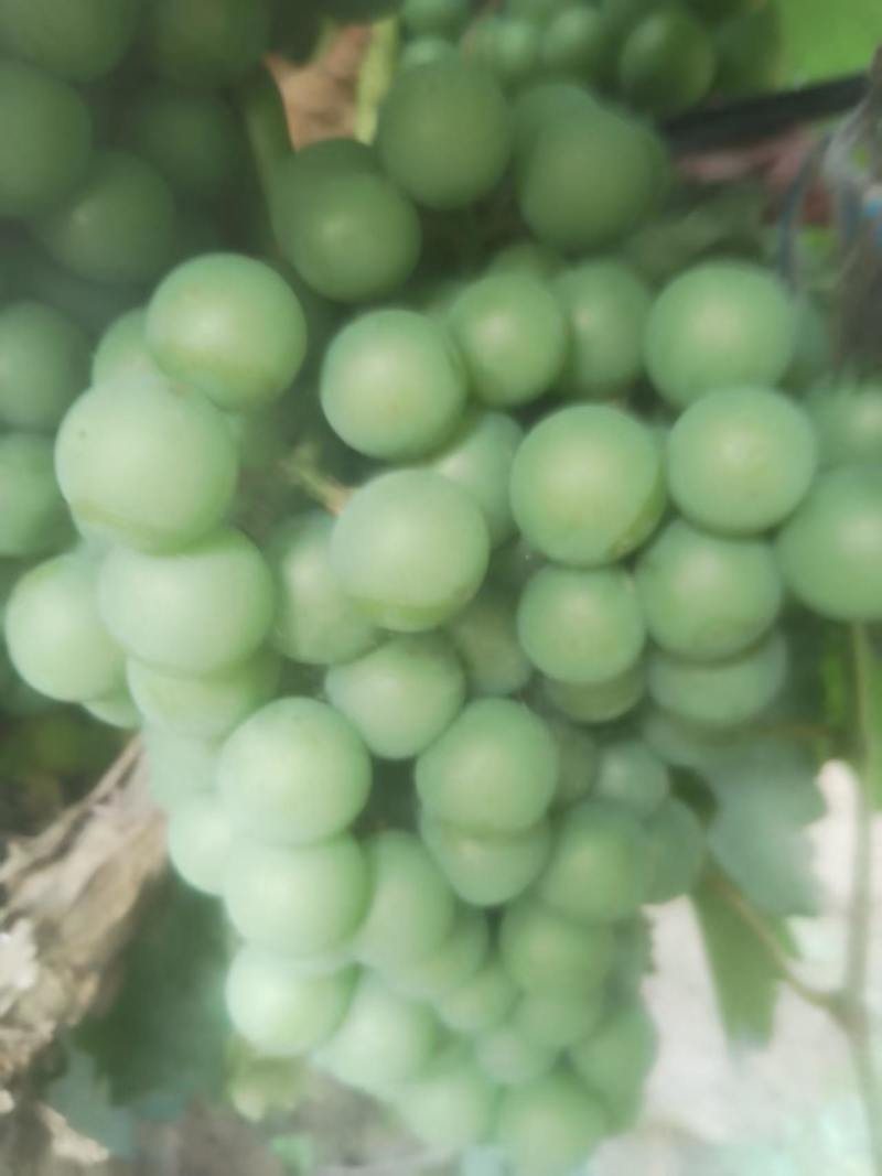 无籽巨峰葡萄