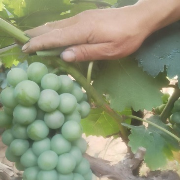 无籽巨峰葡萄