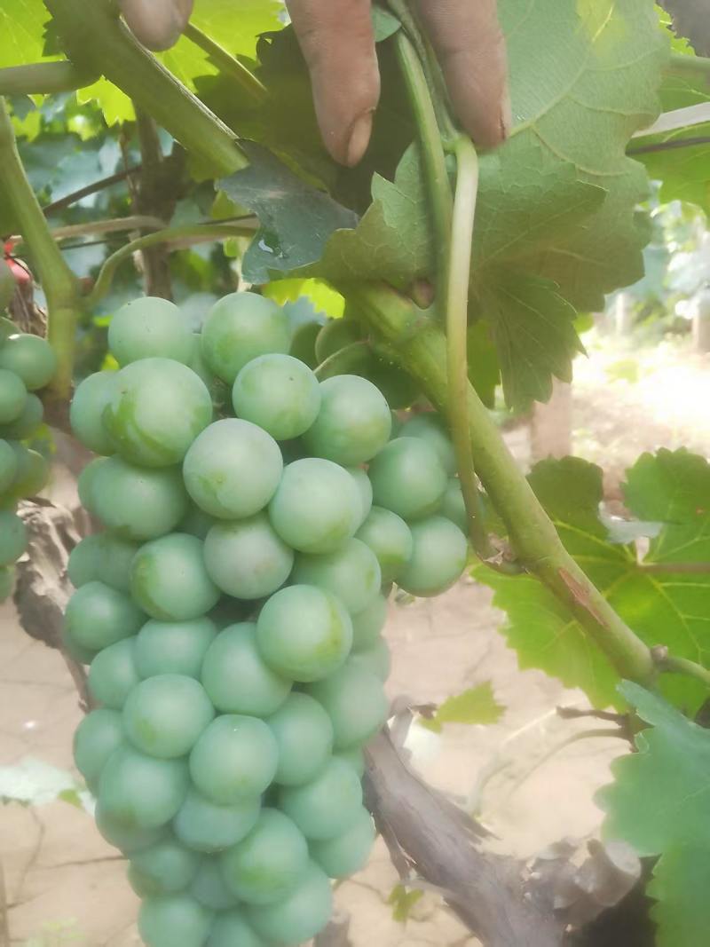 无籽巨峰葡萄