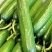 水果黄瓜各种黄瓜都有新鲜直供种植基地