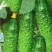 水果黄瓜各种黄瓜都有新鲜直供种植基地