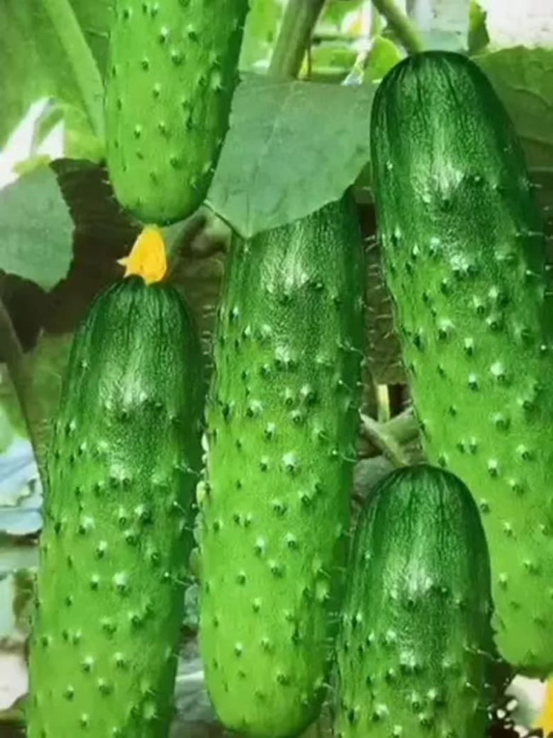 水果黄瓜各种黄瓜都有新鲜直供种植基地