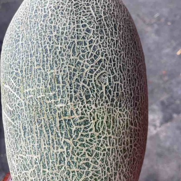 新疆西蜜洲哈密瓜