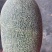 新疆西蜜洲哈密瓜