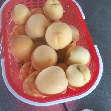 锦绣黄桃