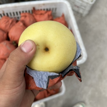 白黄冠梨