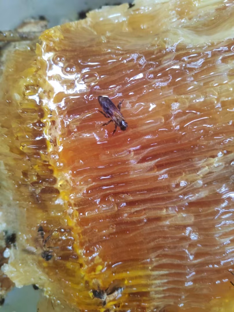 优质土蜂蜜，1000克1瓶装