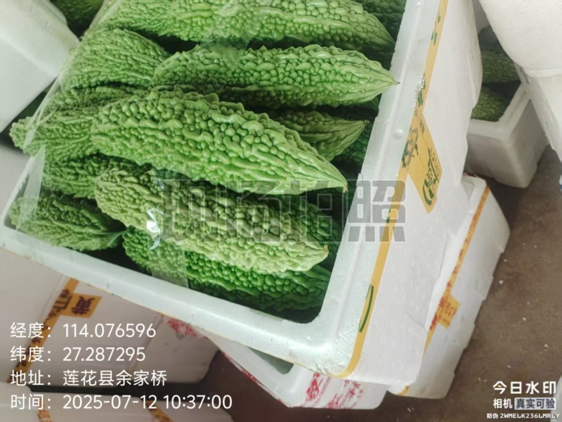 精品苦瓜