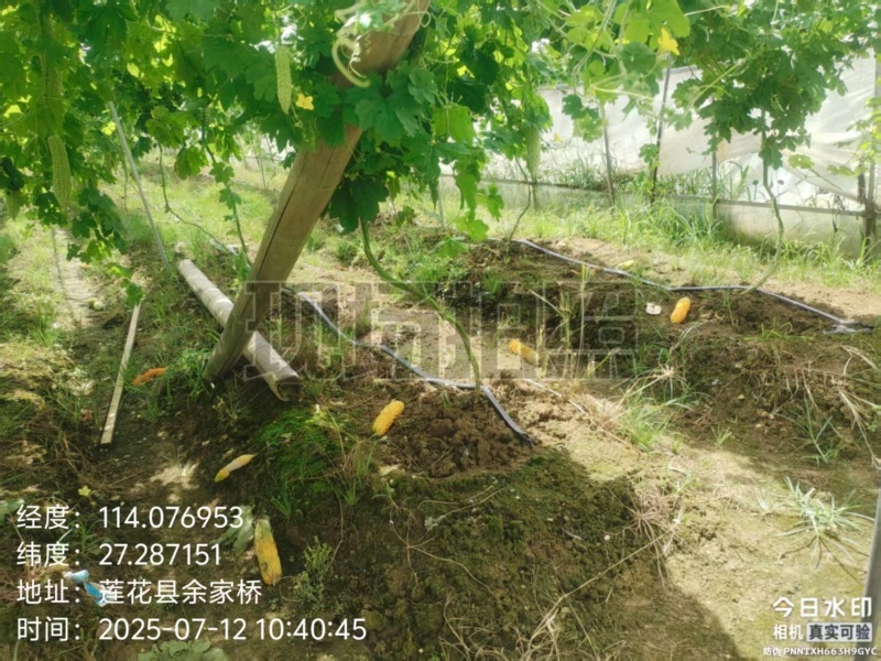 精品苦瓜