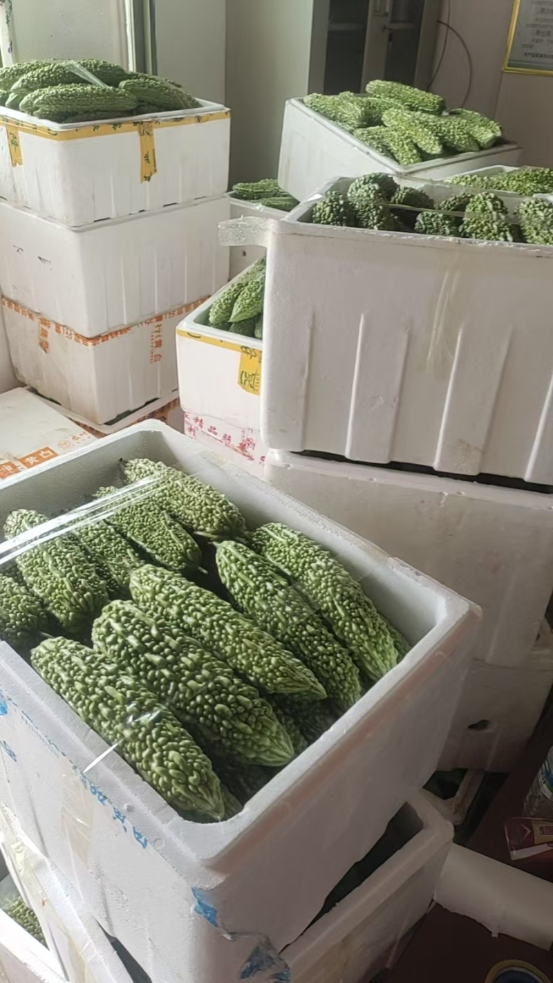 精品苦瓜
