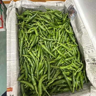 鲜辣椒