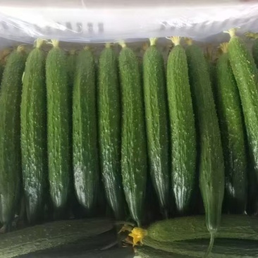 黄瓜