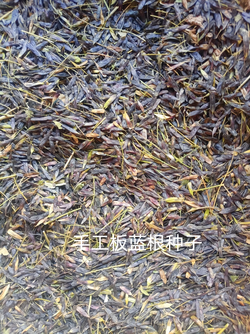 产地商洛手工板蓝根种子