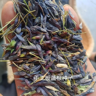 产地商洛手工板蓝根种子