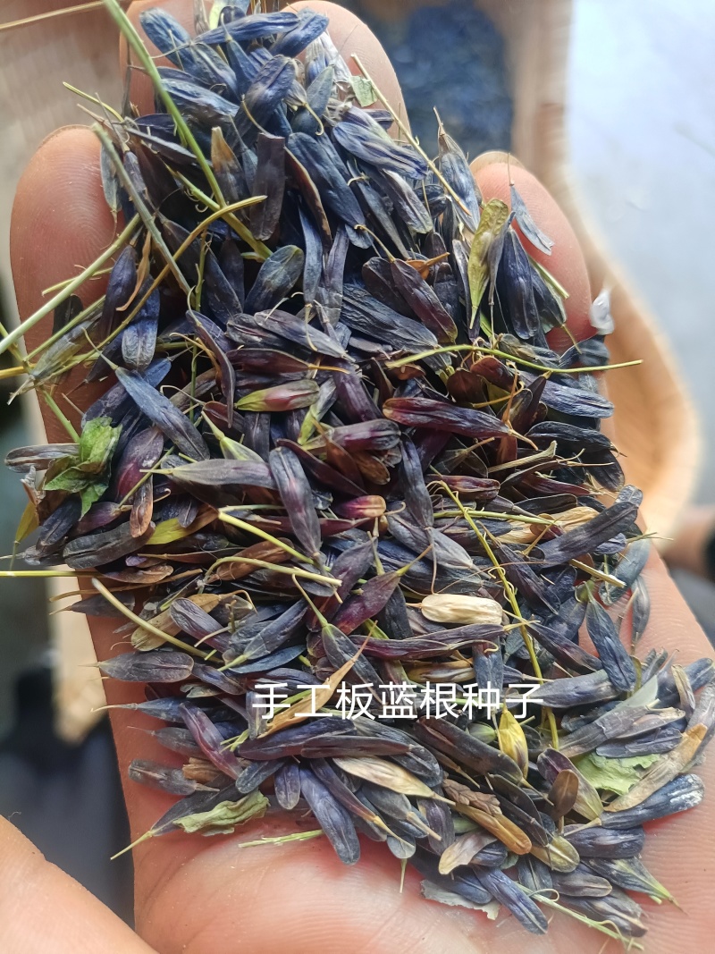 产地商洛手工板蓝根种子