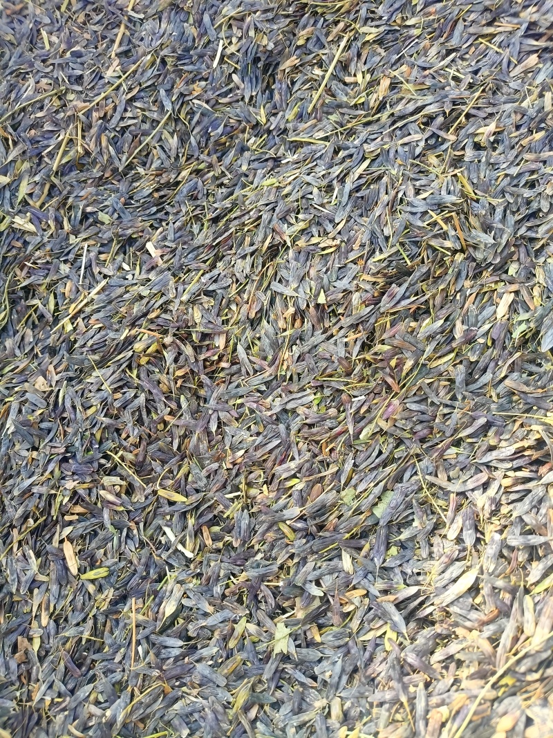 产地商洛手工板蓝根种子