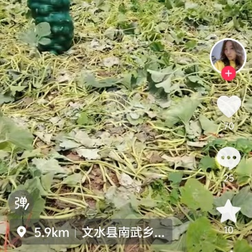 精品贝贝南瓜