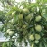 空心李一手货源