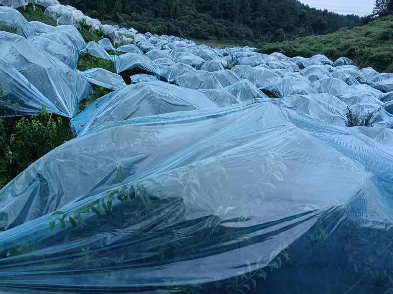 空心李一手货源