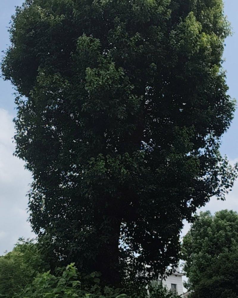 百年樟树