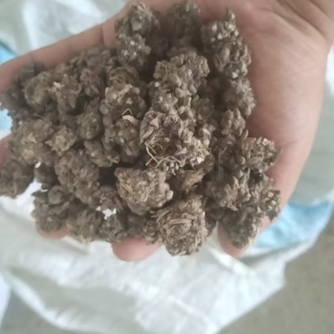 猫抓草
