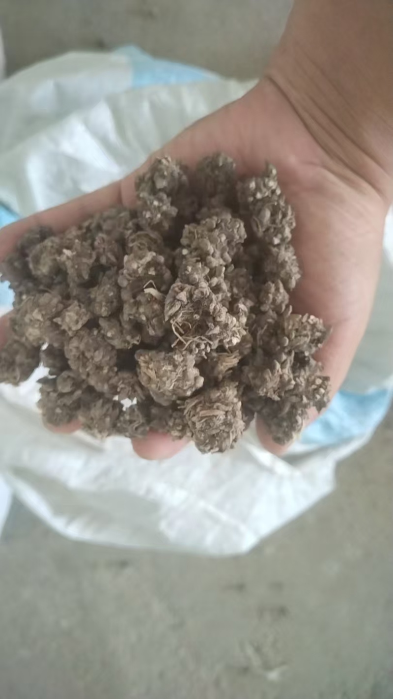 猫抓草