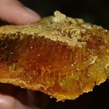 平武老桶蜂蜜