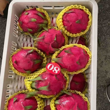 火龙果