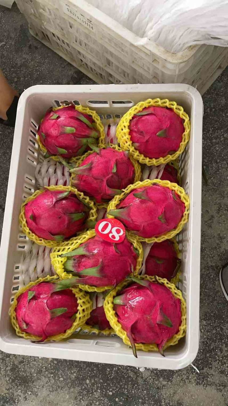 火龙果